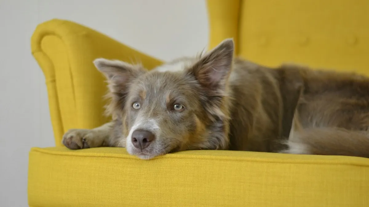 Cachorro deitado em uma poltrona amarela na sala, exemplo de pet que exige sensor adequado no alarme residencial