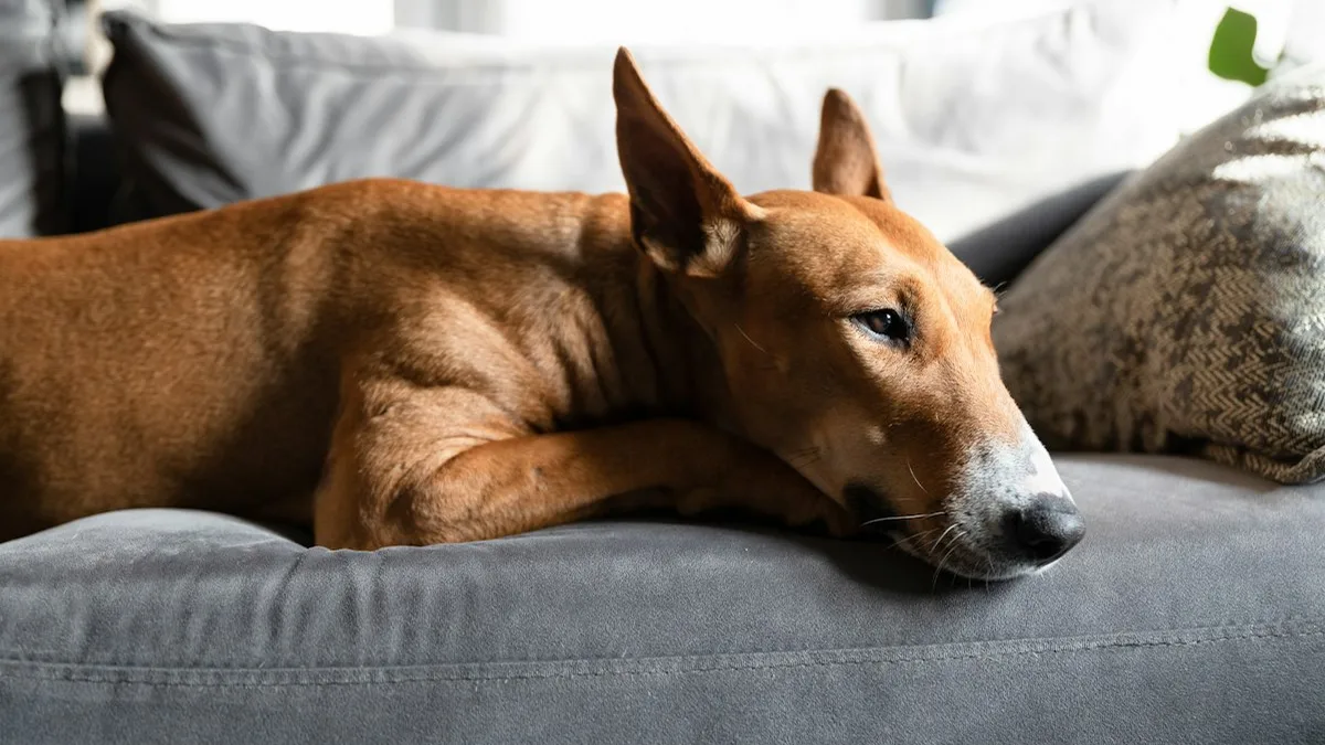 Cachorro deitado em um sofá cinza, animal que o sensor de presença pet foi feito para ignorar