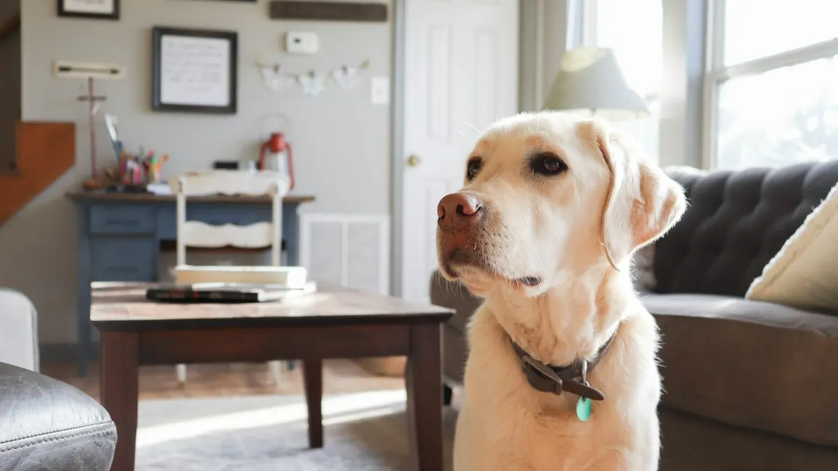 Cachorro de pelagem clara deitado em um sofá cinza, cena em que uma câmera Yoosee interna ajuda a vigiar um animal de estimação