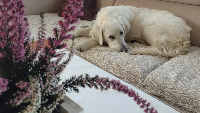 Cachorro deitado em um sofá de couro, cena típica de monitoramento de pets com câmera interna