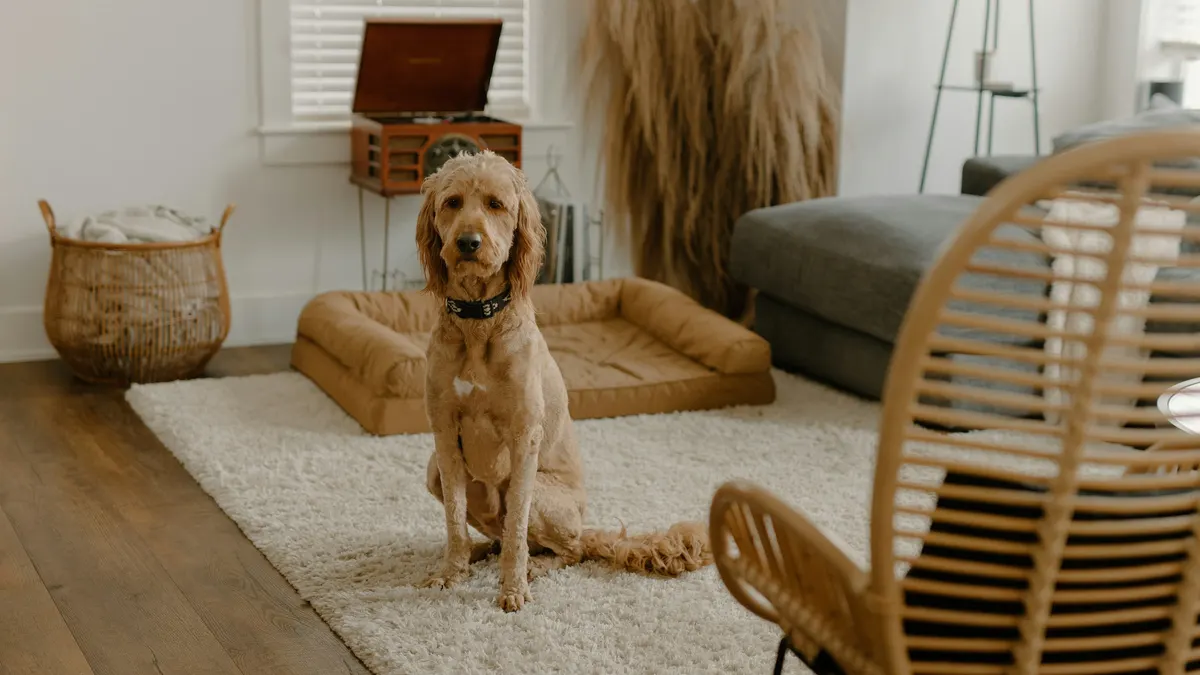 Cachorro dourado sentado em uma sala de estar clara, com tapete e cadeira de vime