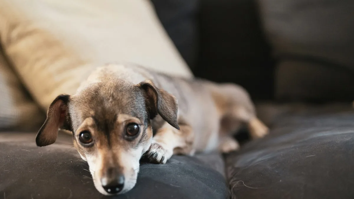 Cachorro deitado em um sofá, cena típica de monitoramento de pets com câmera interna