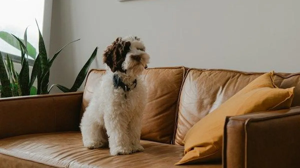 Cachorro de pelo claro sentado em um sofá de couro marrom, cena doméstica típica para uma câmera interna